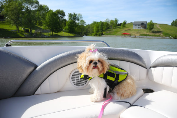 Preparing Your Pet for Boating