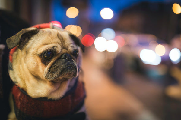 Safety Tips for Walking Your Dog at Night
