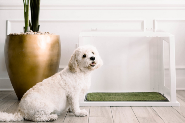 Inside 2024 dog toilet