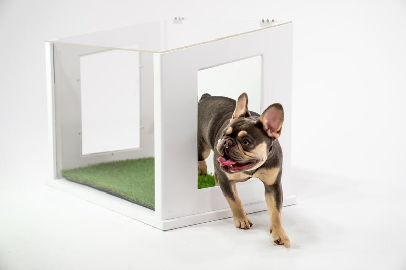 Dog stepping outside of a white indoor dog potty with green fake dog potty grass.