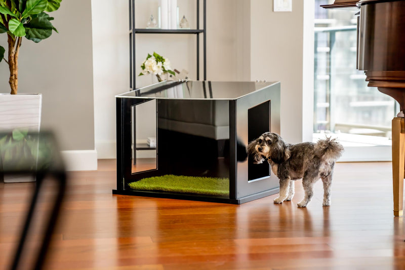 A black indoor dog potty inside an apartment with brown hardwood floors. Dog standing in front of the dog potty.